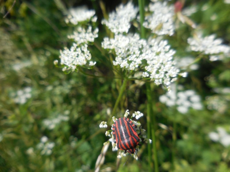 UNE PUNAISE ARLEQUIN. Photo prise le 29 mai 2023 sur le chemin de la Saltière. RÉMI JAYAT